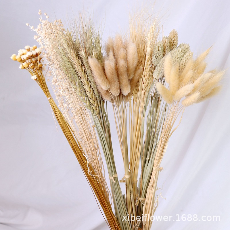 Yunnan Dried Flower Wheat Rabbit Tail Grass Happy Flower Gem Grass Small Bitter Hemp Bouquet Cross-Border Wholesale