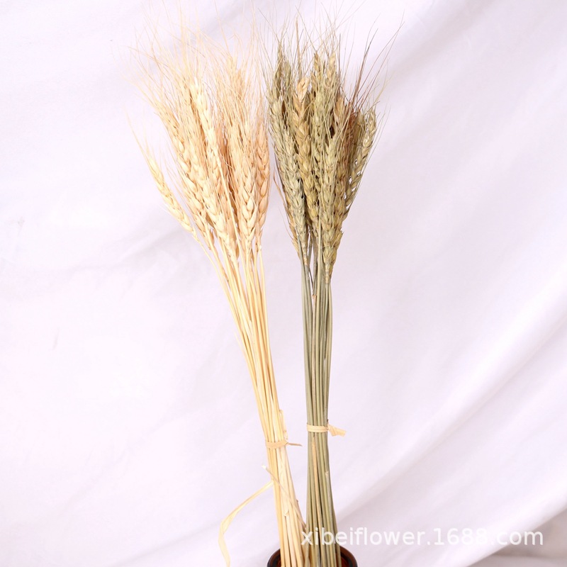 Yunnan Dried Flower Wheat Rabbit Tail Grass Happy Flower Gem Grass Small Bitter Hemp Bouquet Cross-Border Wholesale