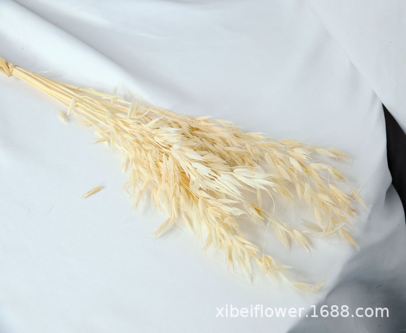 Yunnan Dried Flower Wheat Rabbit Tail Grass Happy Flower Gem Grass Small Bitter Hemp Bouquet Cross-Border Wholesale