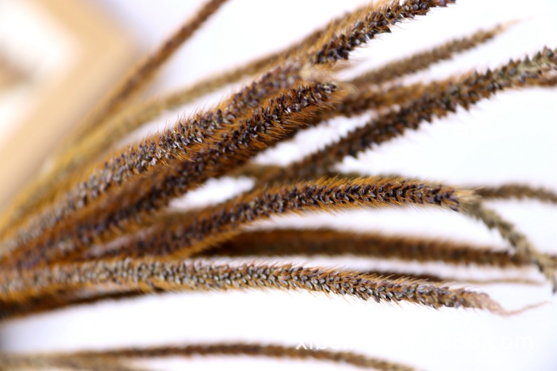 Yunnan Dried Flower Wheat Rabbit Tail Grass Happy Flower Gem Grass Small Bitter Hemp Bouquet Cross-Border Wholesale