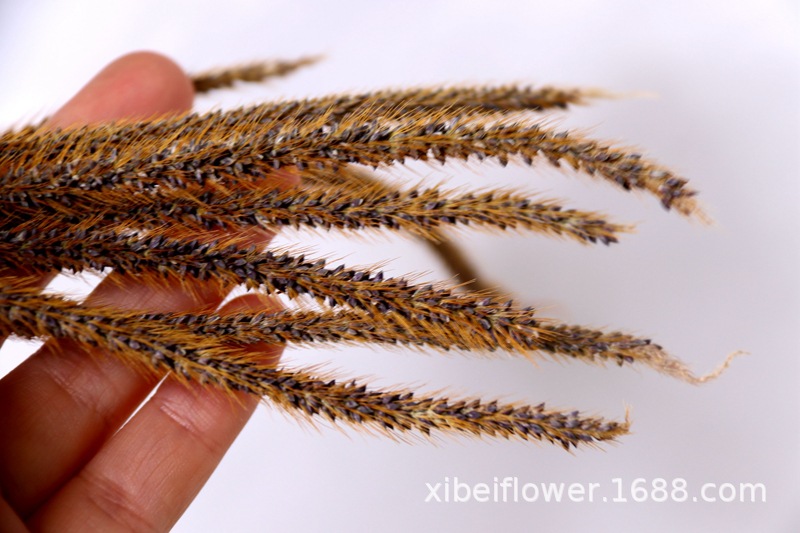 Yunnan Dried Flower Wheat Rabbit Tail Grass Happy Flower Gem Grass Small Bitter Hemp Bouquet Cross-Border Wholesale