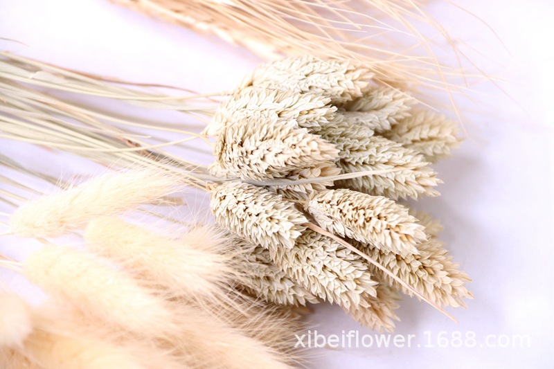 Yunnan Dried Flower Wheat Rabbit Tail Grass Happy Flower Gem Grass Small Bitter Hemp Bouquet Cross-Border Wholesale