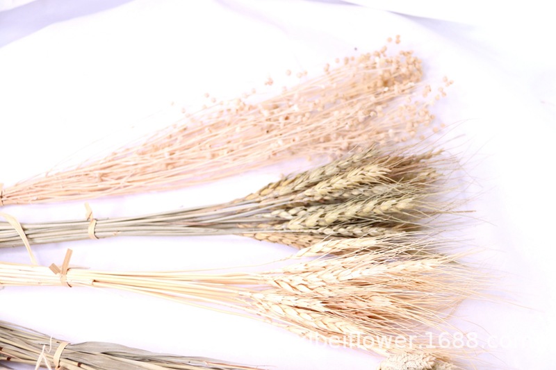 Yunnan Dried Flower Wheat Rabbit Tail Grass Happy Flower Gem Grass Small Bitter Hemp Bouquet Cross-Border Wholesale