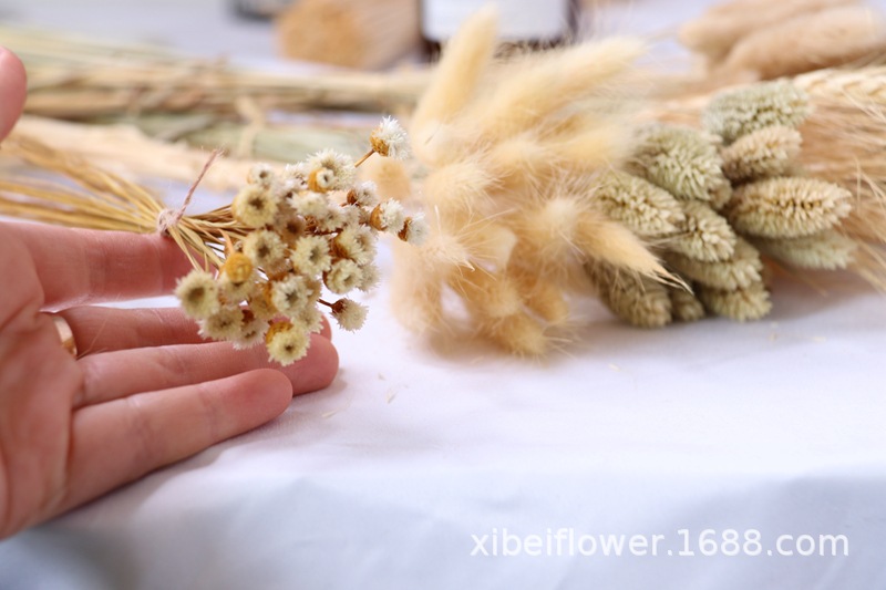 Yunnan Dried Flower Wheat Rabbit Tail Grass Happy Flower Gem Grass Small Bitter Hemp Bouquet Cross-Border Wholesale