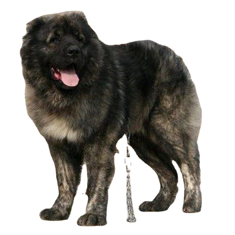 Caucasus Puppy Live Purebred Giant Bear Version Russian Large Guard Dog Large Skeleton Vaccine Package Health