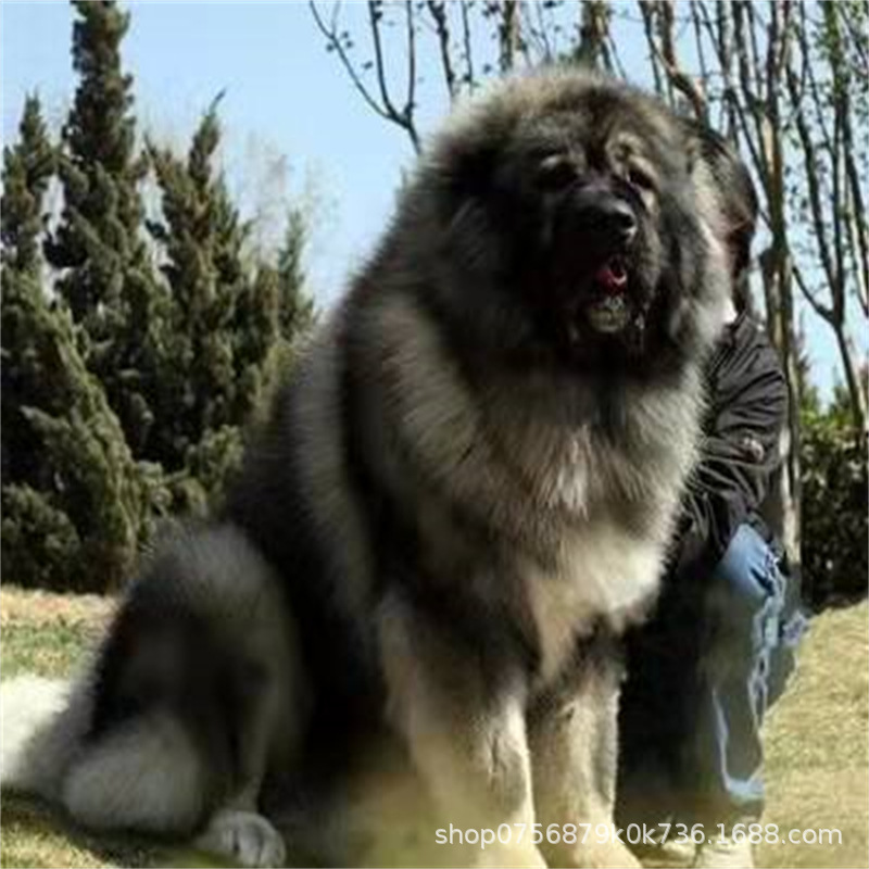 Caucasus Puppy Live Purebred Giant Bear Version Russian Large Guard Dog Large Skeleton Vaccine Package Health Caucasus Puppy Live Purebred Giant Bear Version Russian Large Guard Dog Large Skeleton Vaccine Package Health