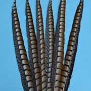 Factory High Quality Supply Natural Color Pearl Chicken Feather Cloth Edge Clothing Accessories Jewelry Decoration Feather Handicraft