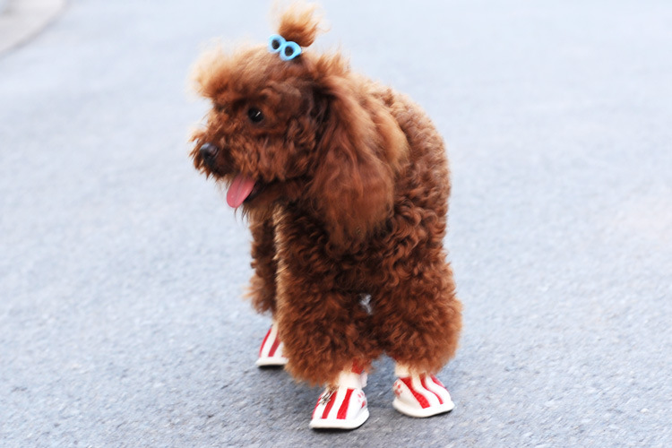 Spring/Summer Pet Shoes Summer New Non-Slip Soft Bottom Beef Tendon Bottom Breathable Mesh Dog Shoes Poodle Shoes