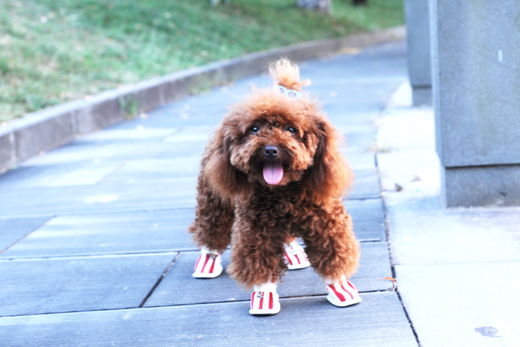 Spring/Summer Pet Shoes Summer New Non-Slip Soft Bottom Beef Tendon Bottom Breathable Mesh Dog Shoes Poodle Shoes