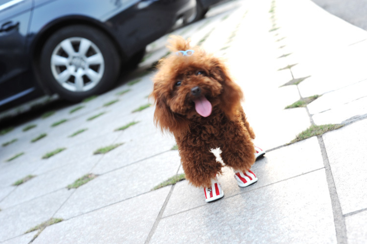 Spring/Summer Pet Shoes Summer New Non-Slip Soft Bottom Beef Tendon Bottom Breathable Mesh Dog Shoes Poodle Shoes