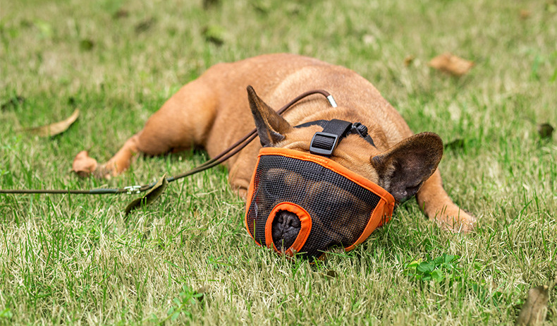 Amazon Cross-Border Factory Direct Supply Bulldog Eye Mask Short Nasal Cavity Dog Mask Dog Anti-Bite/Anti-Bark Muzzle Amazon Cross-Border Factory Direct Supply Bulldog Eye Mask Short Nasal Cavity Dog Mask Dog Anti-Bite/Anti-Bark Muzzle