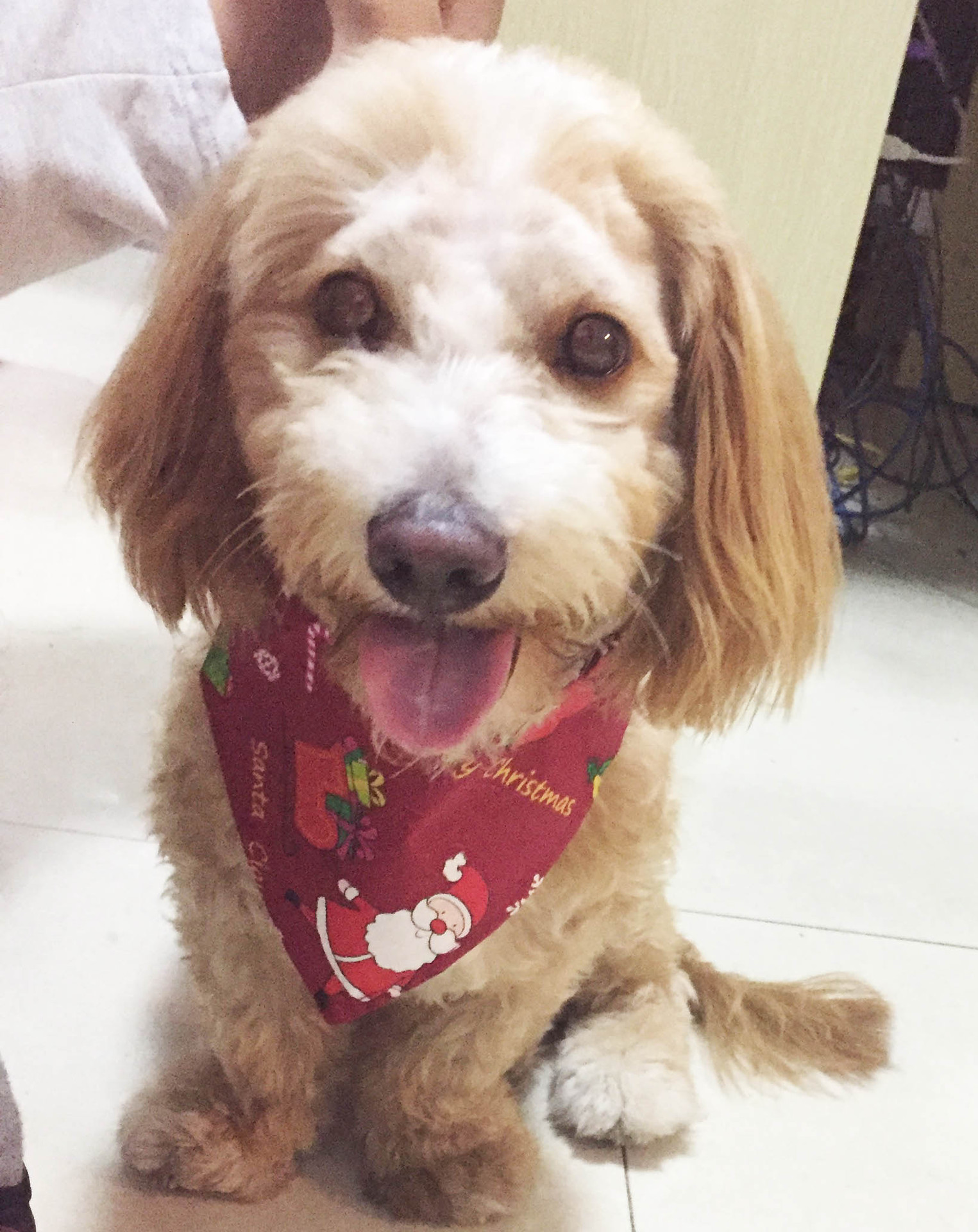Cross-Border Amazon Christmas Pet's Saliva Towel Cotton Triangular Binder Dog Scarf Cat Scarf Ornament