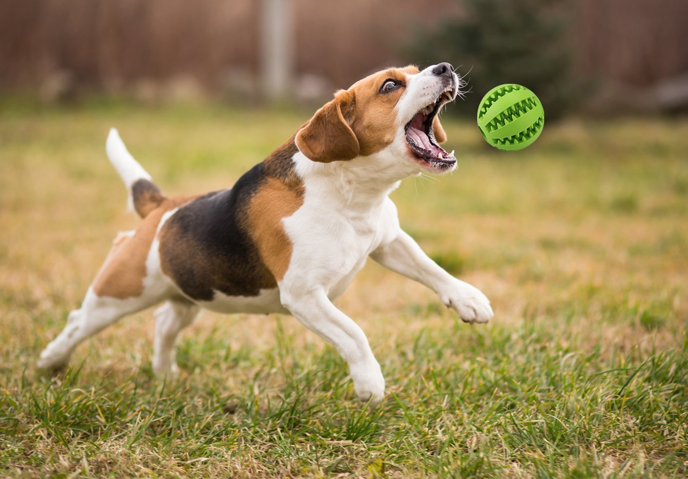 Dog Toys Bite-Resistant Ball Cat Rubber round Toy Food Dropping Ball Teether Ball Amazon Pet Supplies Factory Dog Toys Bite-Resistant Ball Cat Rubber round Toy Food Dropping Ball Teether Ball Amazon Pet Supplies Factory