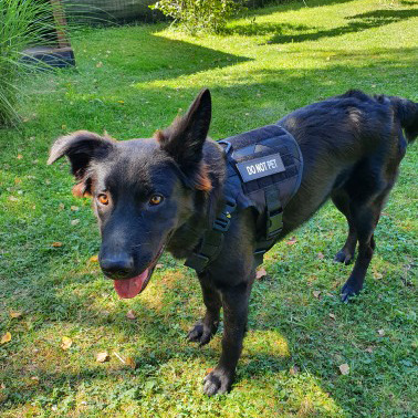 Tactical Dog Clothes Pet Vest Big Dog Clothes Clothes Outdoor Camouflage Dog Vest Nylon Waterproof Chest Back Training Vest K9