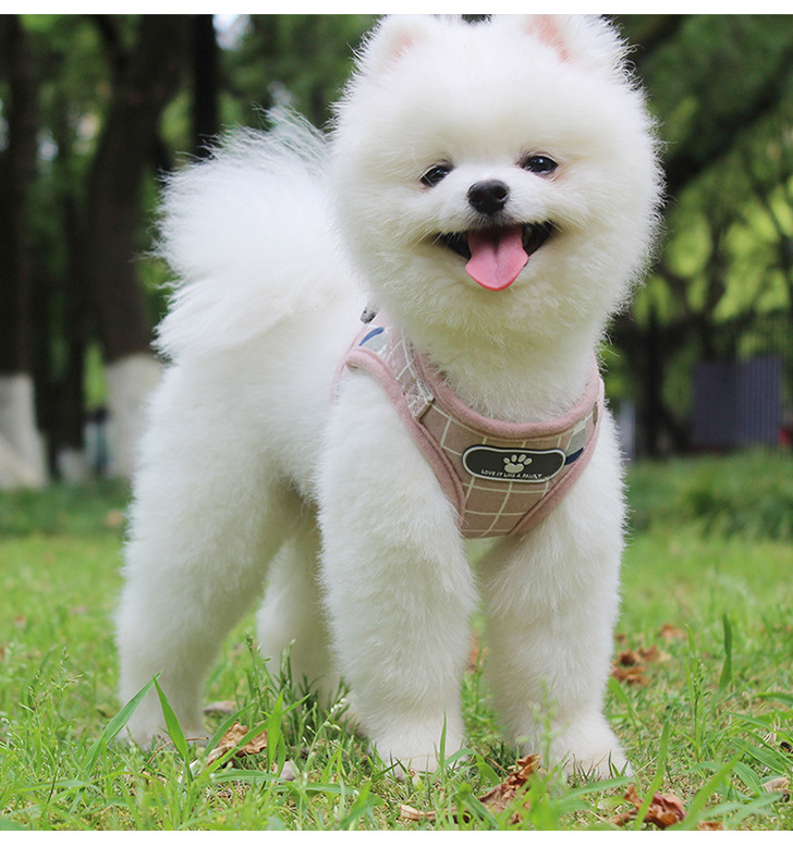 Pet Leash Vest-Style Dog Breast Strap Small and Medium-Sized Dogs Leash Cat Chest Back Currently Available Wholesale