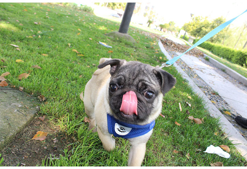Cross-Border Dog Traction Suit Cat Pulling Rope Reflective Chest and Back Clothing Dog Harness Small and Medium-Sized Pet Supplies Wholesale