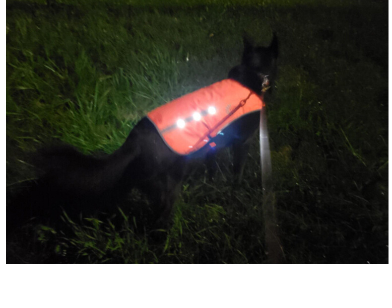 Factory Direct Sales Led Orange Luminous Pet Vest USB Rechargeable Reflective Dog Clothes Waterproof Chest Back Pet Supplies