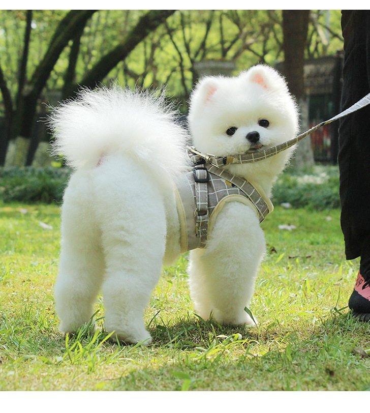 Pet Leash Vest-Style Dog Breast Strap Small and Medium-Sized Dogs Leash Cat Chest Back Currently Available Wholesale
