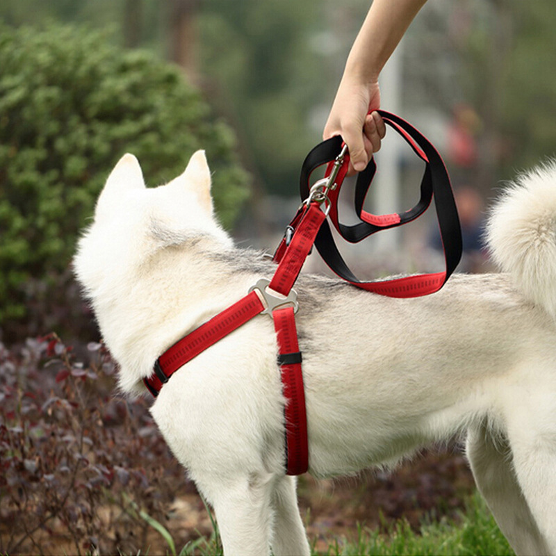 1688 Good Goods Recommended Guangdong Youlaishi Golden Panda Foam Pet Traction Belt H Type Pet's Chest-Back Type Hand Holding Rope