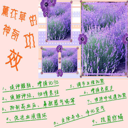Snow pigeon wedding bedding textile Shu Xiang pattern cotton four set color range trade selling cheap marketing quality assurance--colorful roses Snow pigeon wedding bedding textile Shu Xiang pattern cotton four set color range trade selling cheap marketing quality assurance--colorful roses