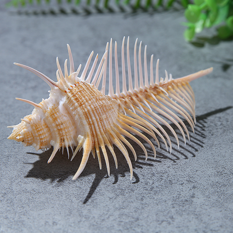 Natural Shell Conch Fish Tank Landscape Wedding Home Furnishing Crafts Accessories Conch Witch Conch Venus Rock Shell