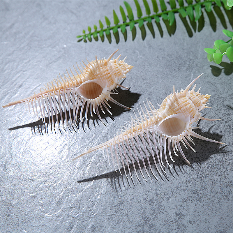 Natural Shell Conch Fish Tank Landscape Wedding Home Furnishing Crafts Accessories Conch Witch Conch Venus Rock Shell