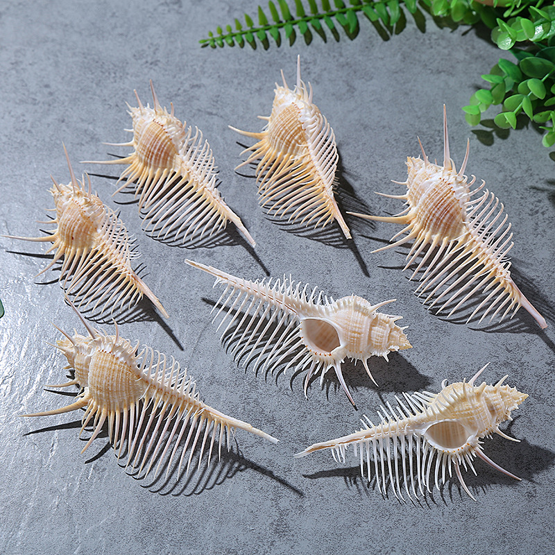 Natural Shell Conch Fish Tank Landscape Wedding Home Furnishing Crafts Accessories Conch Witch Conch Venus Rock Shell