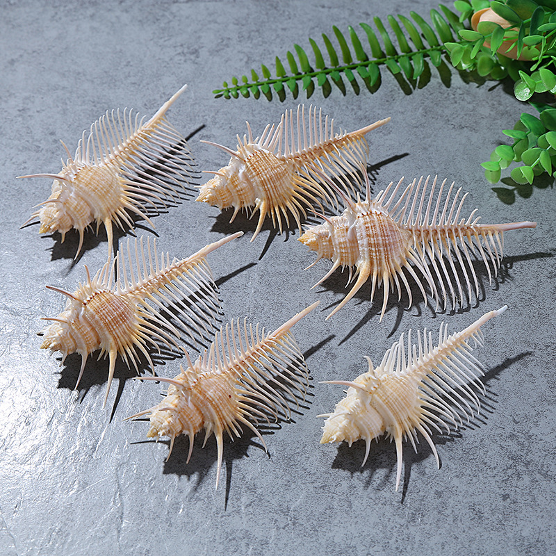 Natural Shell Conch Fish Tank Landscape Wedding Home Furnishing Crafts Accessories Conch Witch Conch Venus Rock Shell