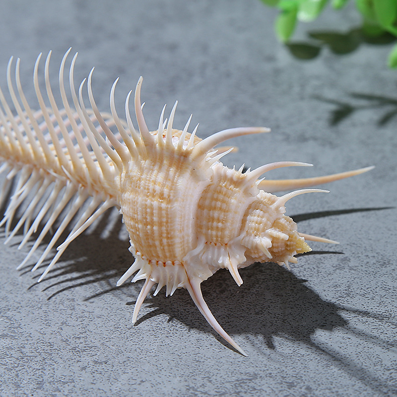 Natural Shell Conch Fish Tank Landscape Wedding Home Furnishing Crafts Accessories Conch Witch Conch Venus Rock Shell
