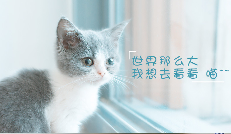 Cat Pulling Rope Chest Strap Cat Vest Clothes Japanese Style Anti Breaking Loose Tie Cat Dog Chain Cat Rope Cat Pulling Rope Chest Strap Cat Vest Clothes Japanese Style Anti Breaking Loose Tie Cat Dog Chain Cat Rope