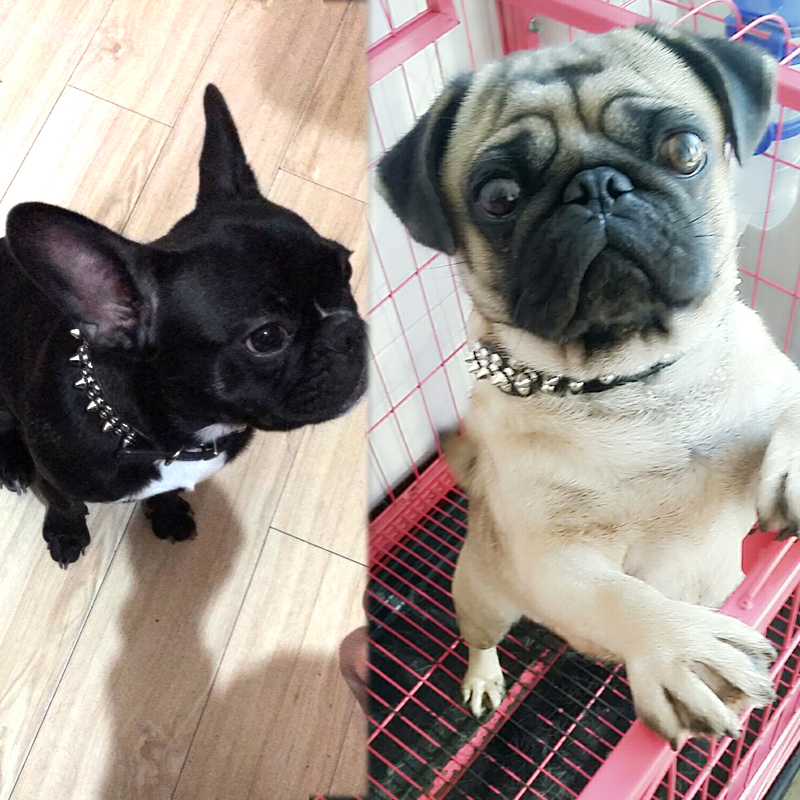 Amazon Hot Rivet Collar Anti-Bite Rivet Pet Collar Small and Medium Size Dog Leash Pull Constantly Pu Dog Collar