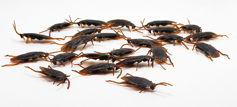 April Fool&#039;s Day Simulation Cockroach Xiaoqiang Trick Funny Disgusting Scary Toy Prank Props from AliExpress