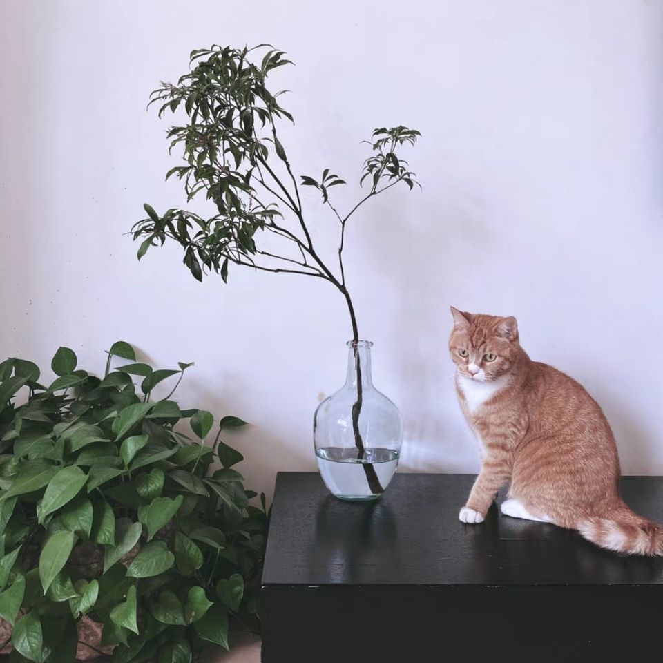 Drunk Horse Bell Vase Big Belly Vase Big Belly Vase Table Ornaments Vase Hydroponic Hydroponic Ordinary Glass Vase Drunk Horse Bell Vase Big Belly Vase Big Belly Vase Table Ornaments Vase Hydroponic Hydroponic Ordinary Glass Vase