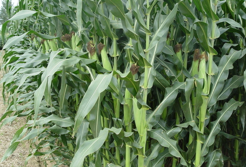 Iron manufacturers selling corn husks and straw storage an idyllic snack baskets storage baskets handmade debris basket Iron manufacturers selling corn husks and straw storage an idyllic snack baskets storage baskets handmade debris basket