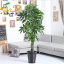 Simulation of spiral lucky money tree plants
