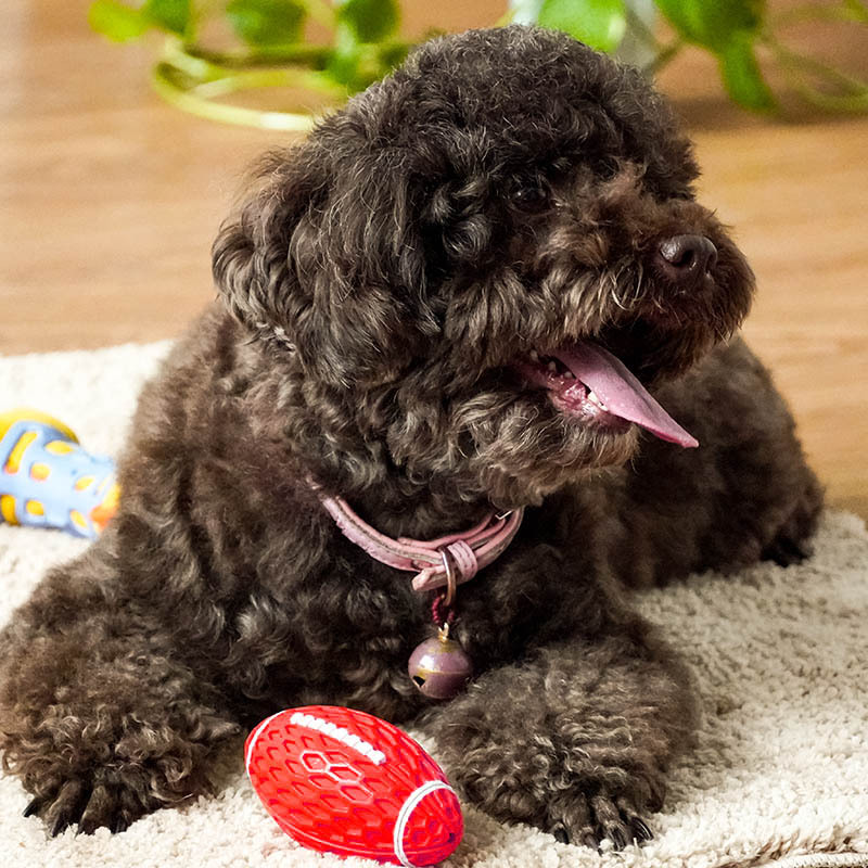 Pet Toys Bite-Resistant Vocalization Rugby Dog Relieving Stuffy Rubber Molar Interactive Pet Supplies Wholesale