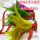 Supply rubber soled Turkey shuttlecock / shuttlecock / spline, sandbags, rope skipping, hula hoop Supply rubber soled Turkey shuttlecock / shuttlecock / spline, sandbags, rope skipping, hula hoop