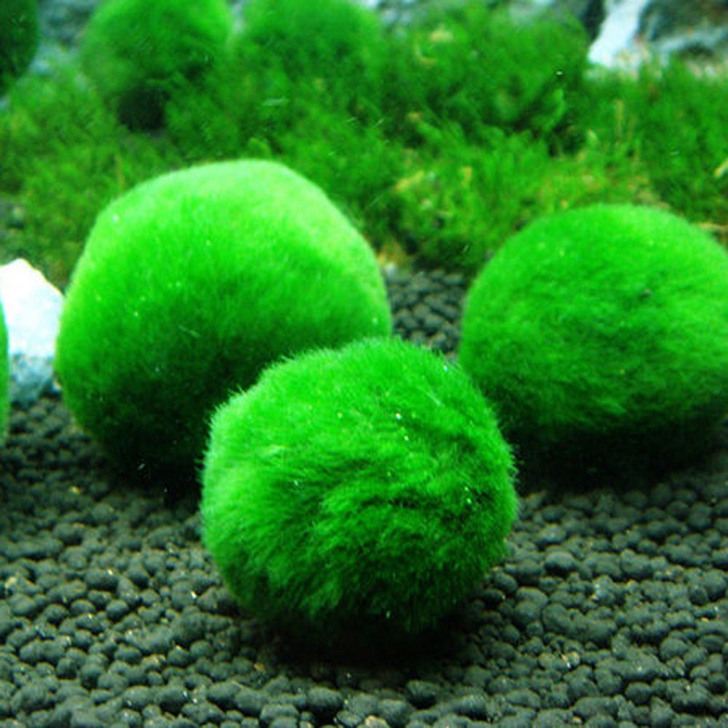 Algae Ball Ornamental Real Aquatic Plants Live Fish Tank Aquarium Landscaping Decoration Small Seaweed Ball Batch 34cm
