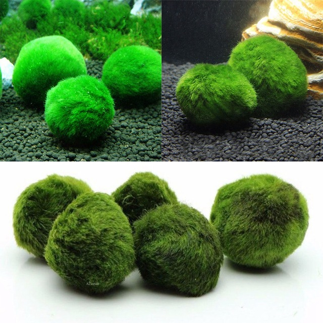 Algae Ball Ornamental Real Aquatic Plants Live Fish Tank Aquarium Landscaping Decoration Small Seaweed Ball Batch 34cm