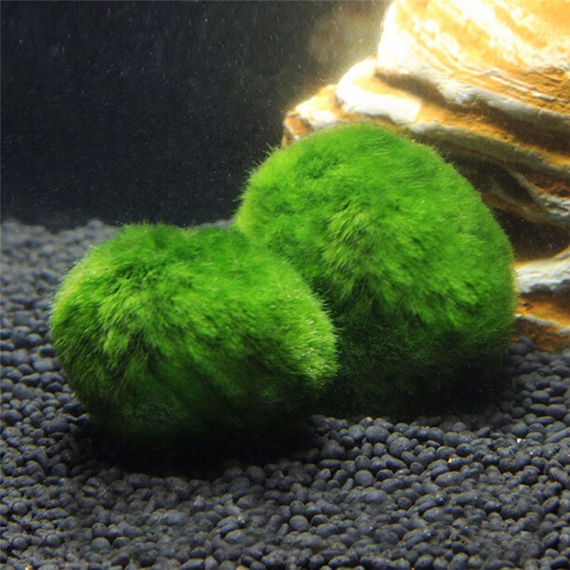 Algae Ball Ornamental Real Aquatic Plants Live Fish Tank Aquarium Landscaping Decoration Small Seaweed Ball Batch 34cm