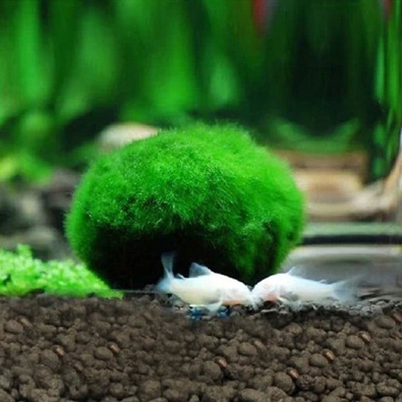 Algae Ball Ornamental Real Aquatic Plants Live Fish Tank Aquarium Landscaping Decoration Small Seaweed Ball Batch 34cm