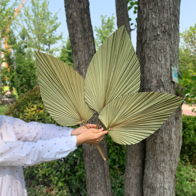 Leaf Chinese Fan Palm Leaf Dried Palm Leaf Mori Style Wedding Layout Props Shop Display Soft Decoration Floor Decoration
