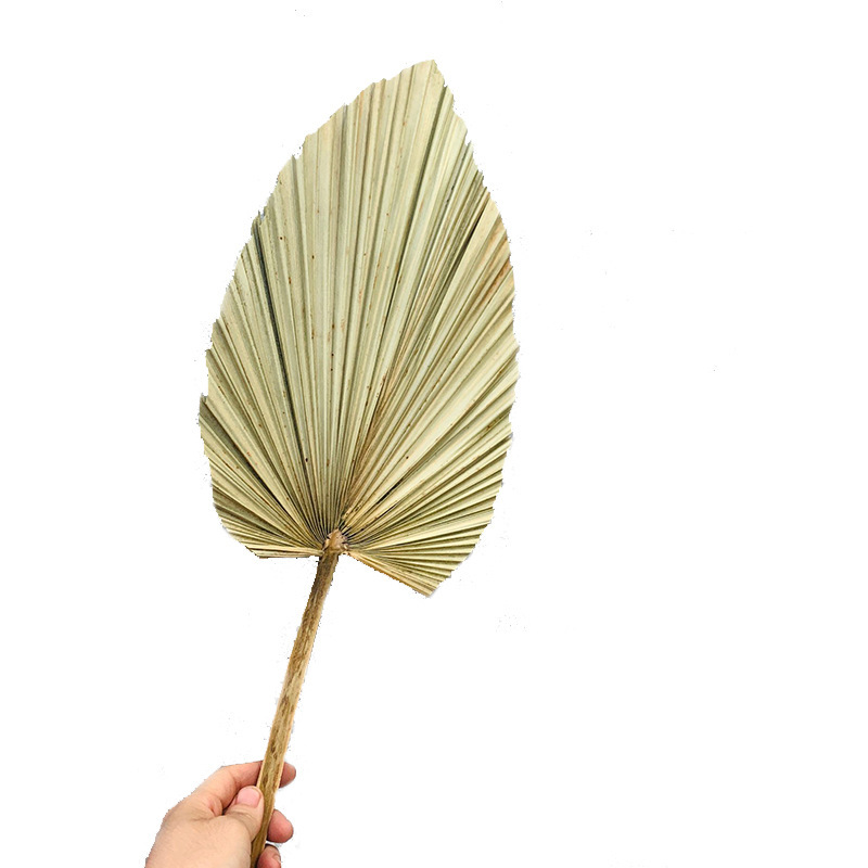 Leaf Chinese Fan Palm Leaf Dried Palm Leaf Mori Style Wedding Layout Props Shop Display Soft Decoration Floor Decoration