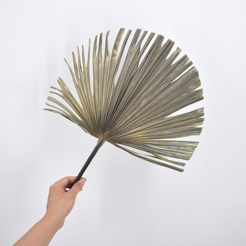 Leaf Chinese Fan Palm Leaf Dried Palm Leaf Mori Style Wedding Layout Props Shop Display Soft Decoration Floor Decoration