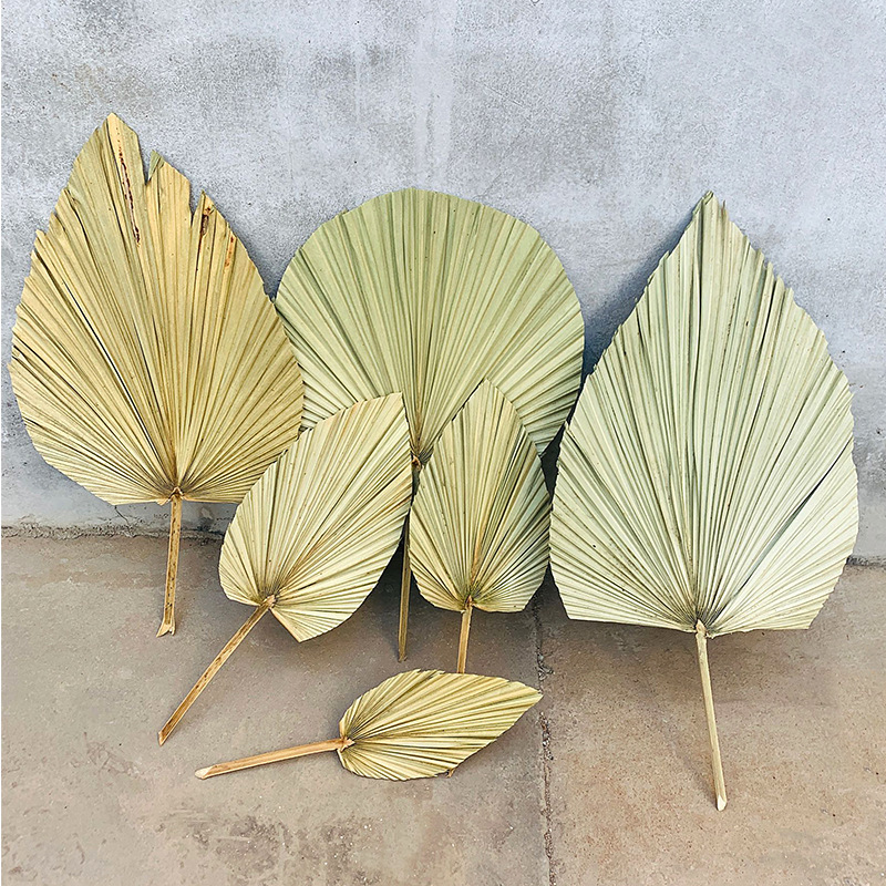 Leaf Chinese Fan Palm Leaf Dried Palm Leaf Mori Style Wedding Layout Props Shop Display Soft Decoration Floor Decoration