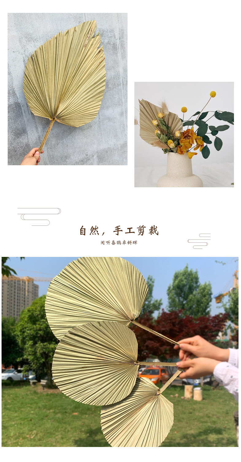 Leaf Chinese Fan Palm Leaf Dried Palm Leaf Mori Style Wedding Layout Props Shop Display Soft Decoration Floor Decoration