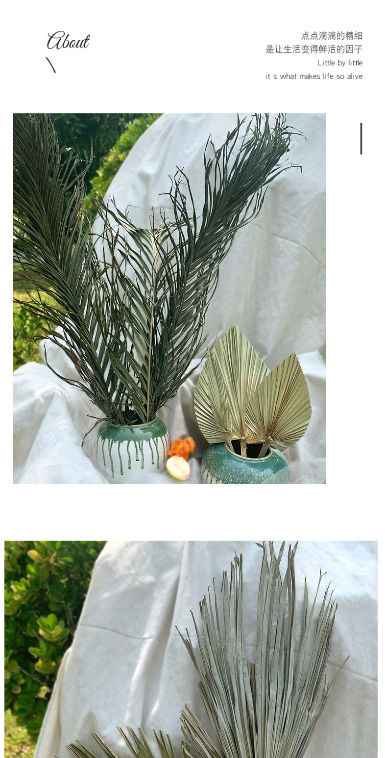 Leaf Chinese Fan Palm Leaf Dried Palm Leaf Mori Style Wedding Layout Props Shop Display Soft Decoration Floor Decoration