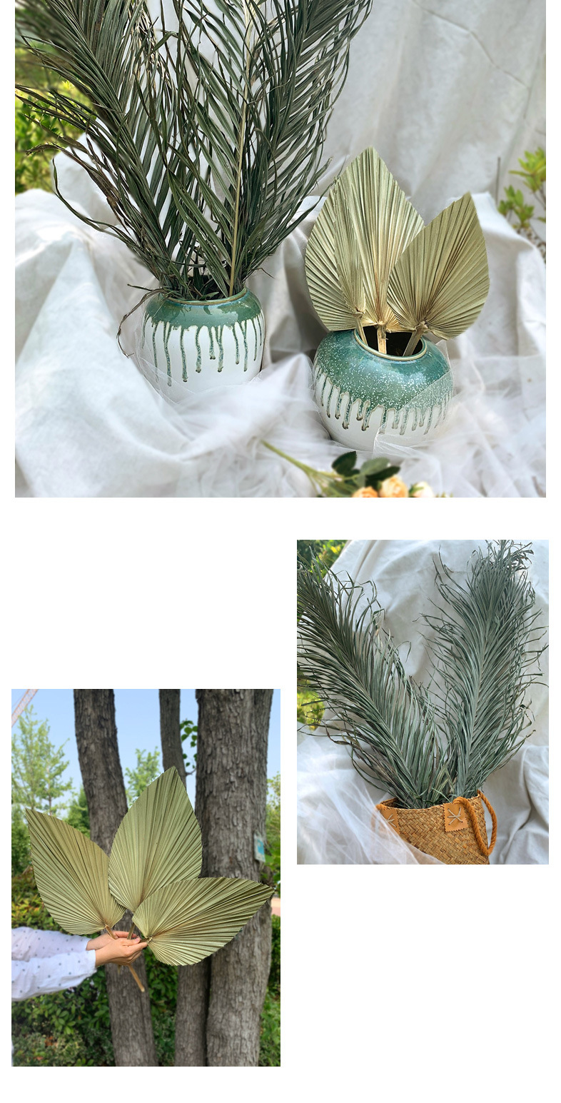 Leaf Chinese Fan Palm Leaf Dried Palm Leaf Mori Style Wedding Layout Props Shop Display Soft Decoration Floor Decoration
