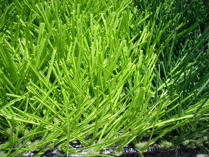 Turf small grass large grass roll grass football field park lawn