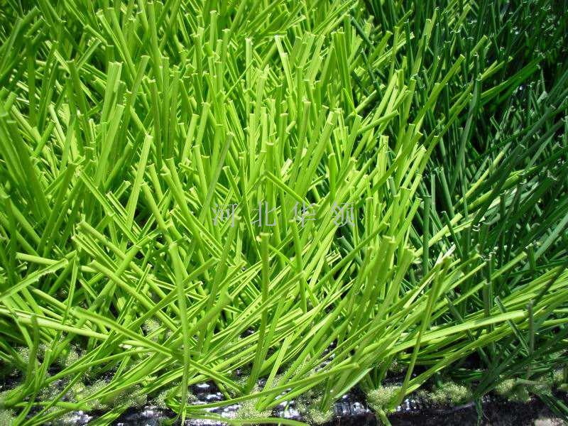 Turf small grass large grass roll grass football field park lawn